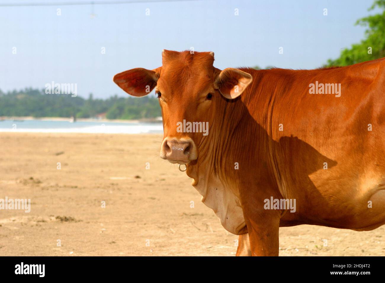 Holy Cow Ewa Beach