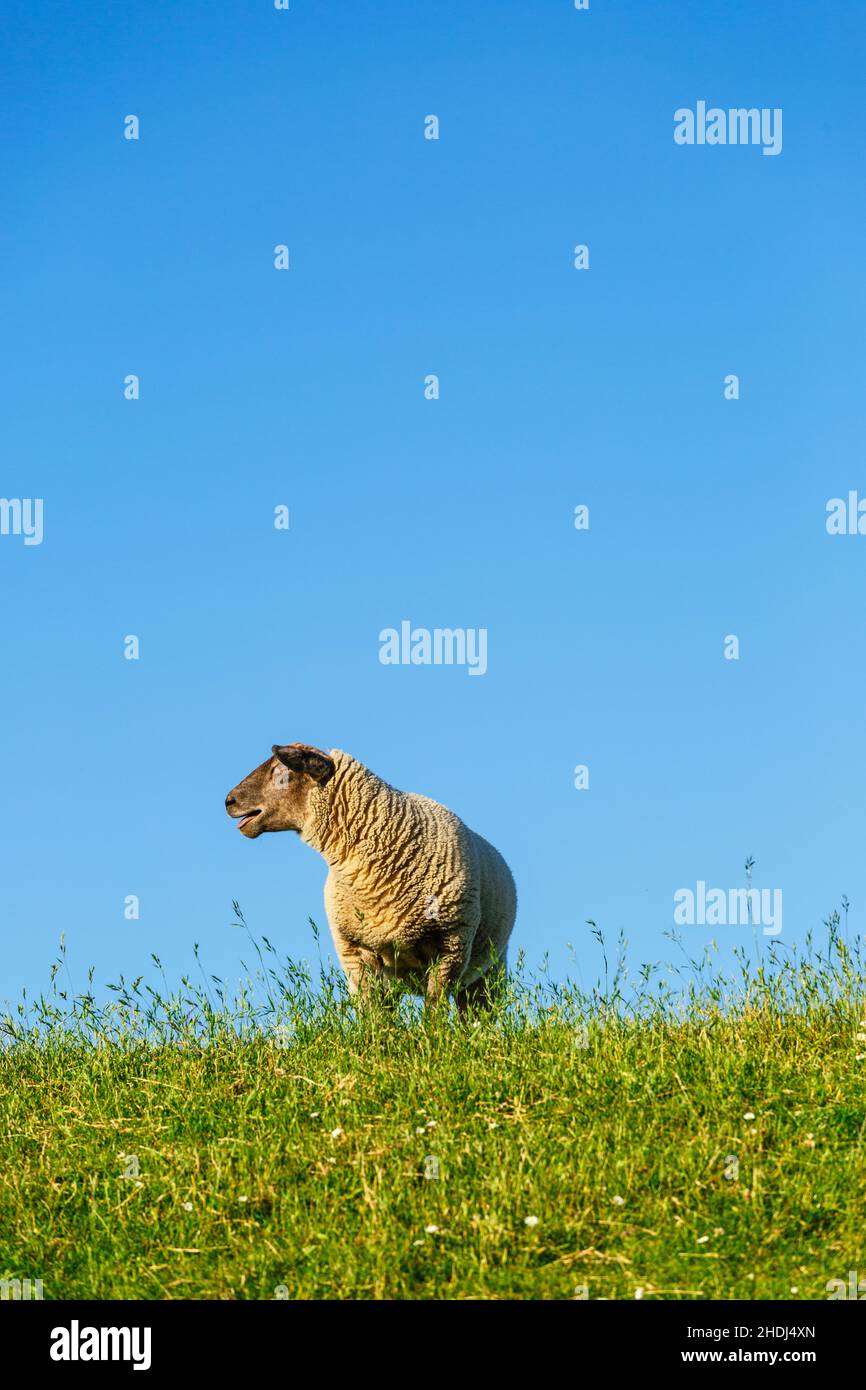 sheep, dyke sheep, sheeps Stock Photo - Alamy