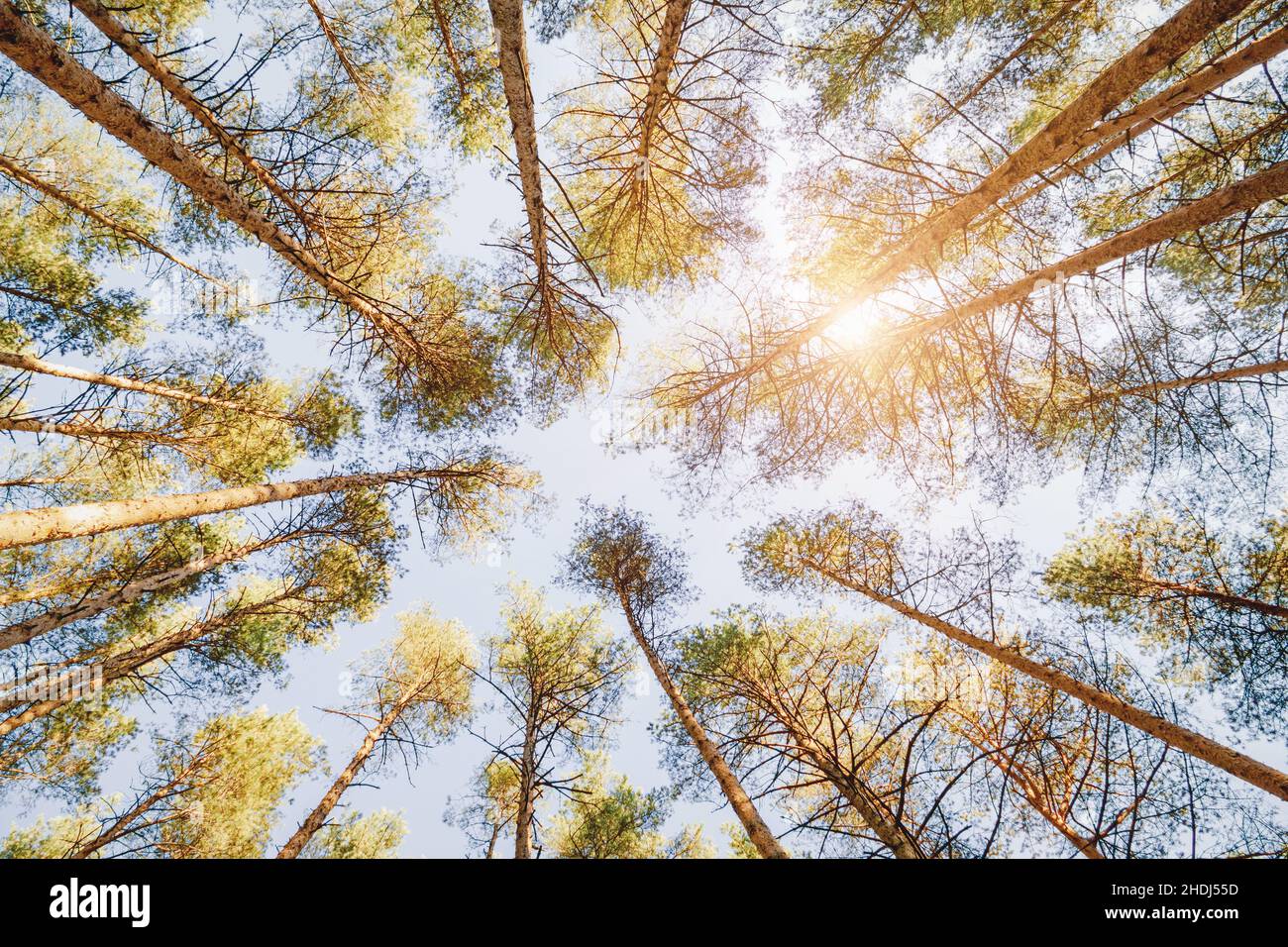 Spring forest background, pine trees in blue sunny sky, upwards view Stock Photo