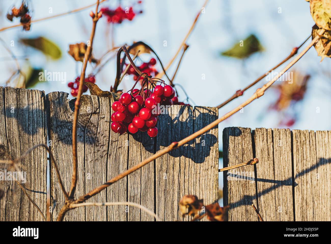 Red viburnum berries on bush by the old wooden fence Stock Photo