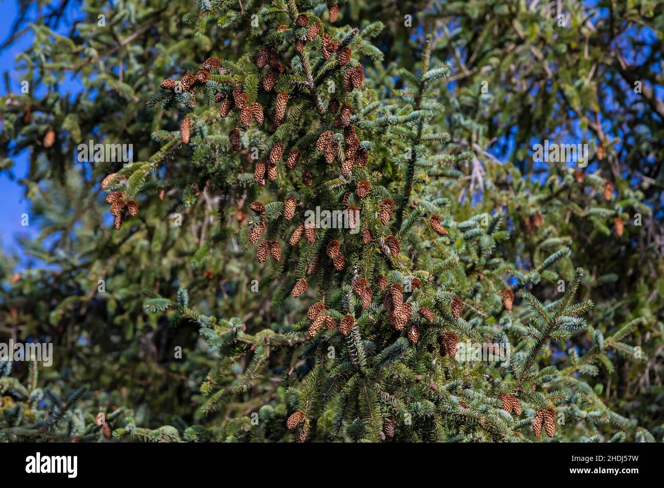 Sitka Spruce, Picea sitchensis, needles and cones at High Bluff Overlook in Redwood National and State Parks, California, USA Stock Photo