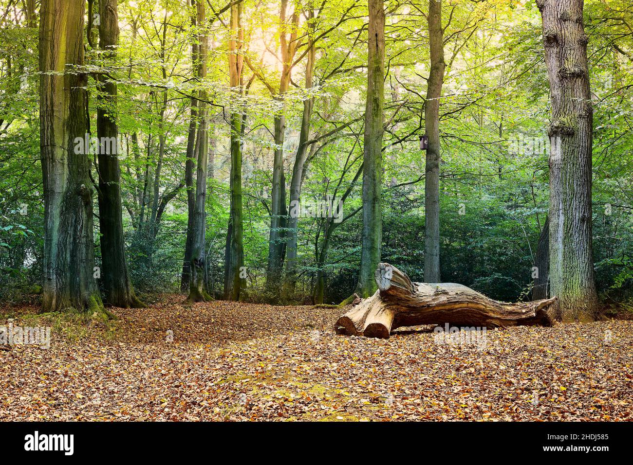 forest, clearing, forests, wood, woodland, woods Stock Photo
