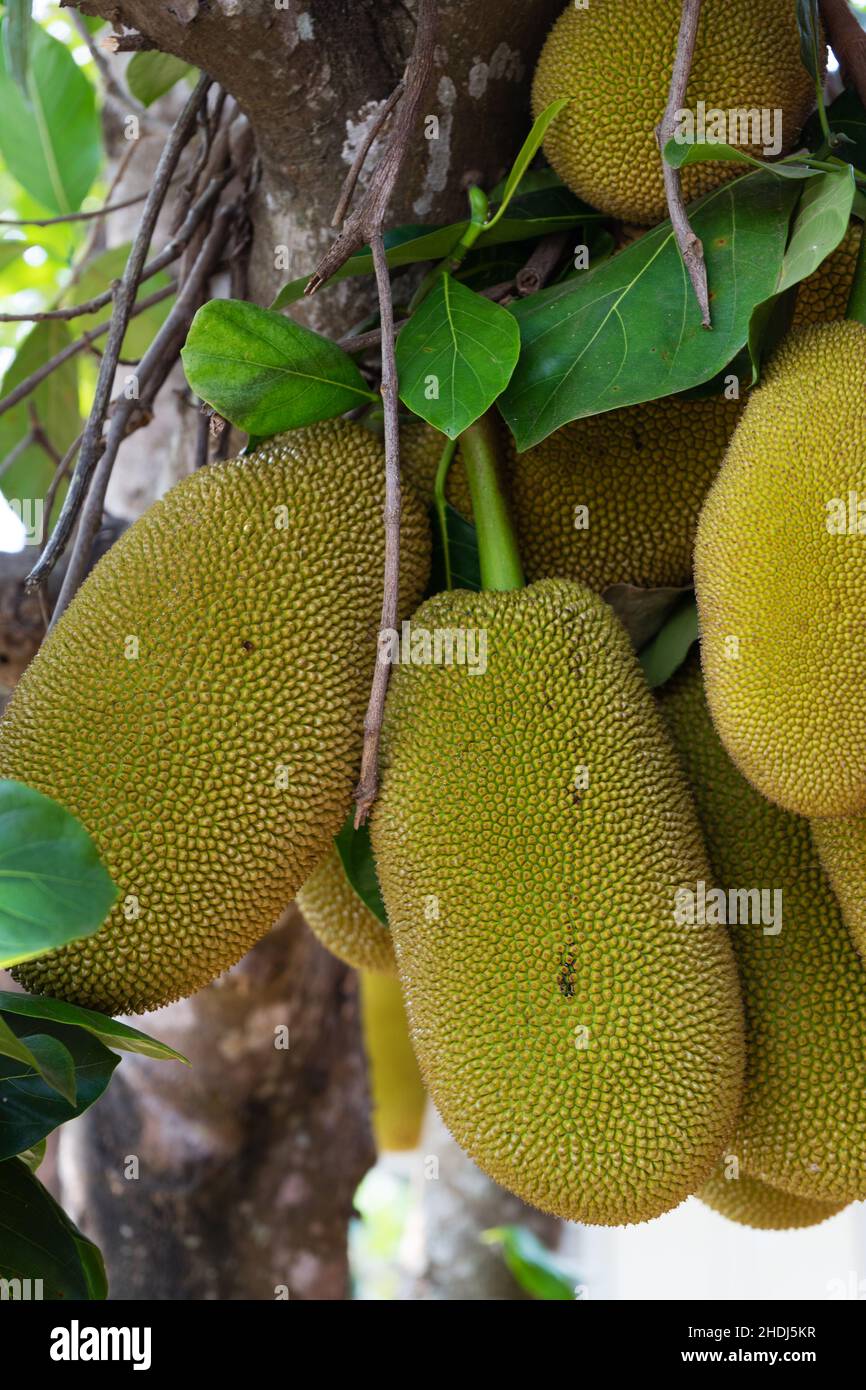 jackfruit, jackfruit tree, jackfruits Stock Photo