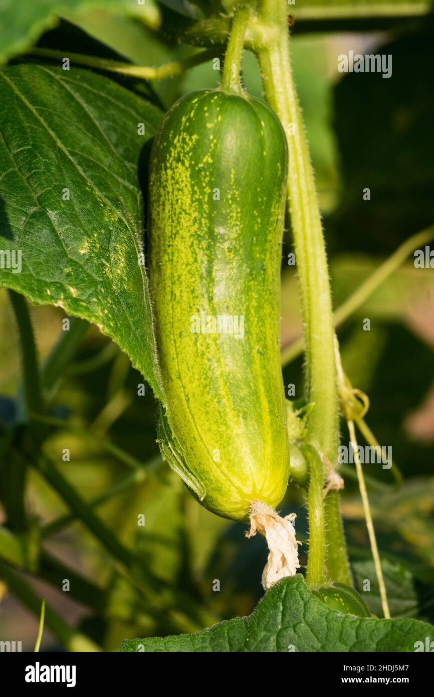cucumber, vegetable garden, cucumbers, vegetable gardens Stock Photo