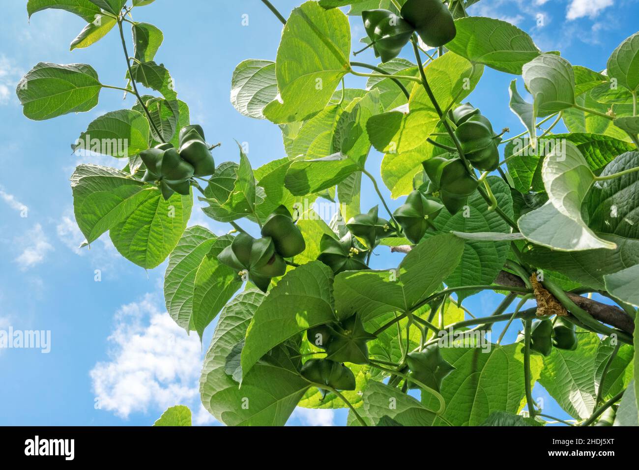 Inchi nuts hi-res stock photography and images - Alamy