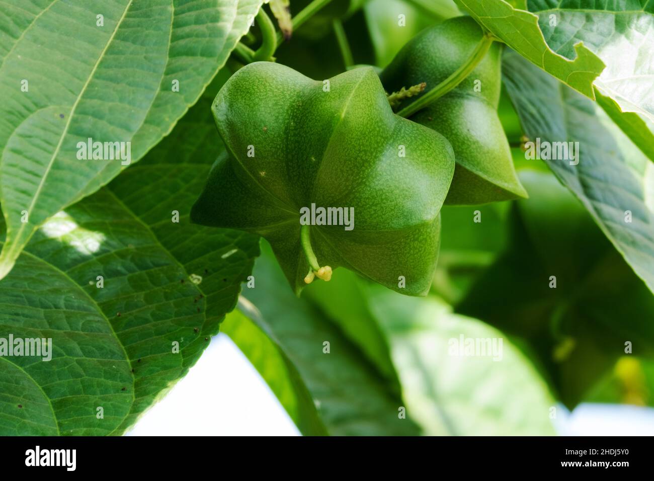 Inchi nuts hi-res stock photography and images - Alamy