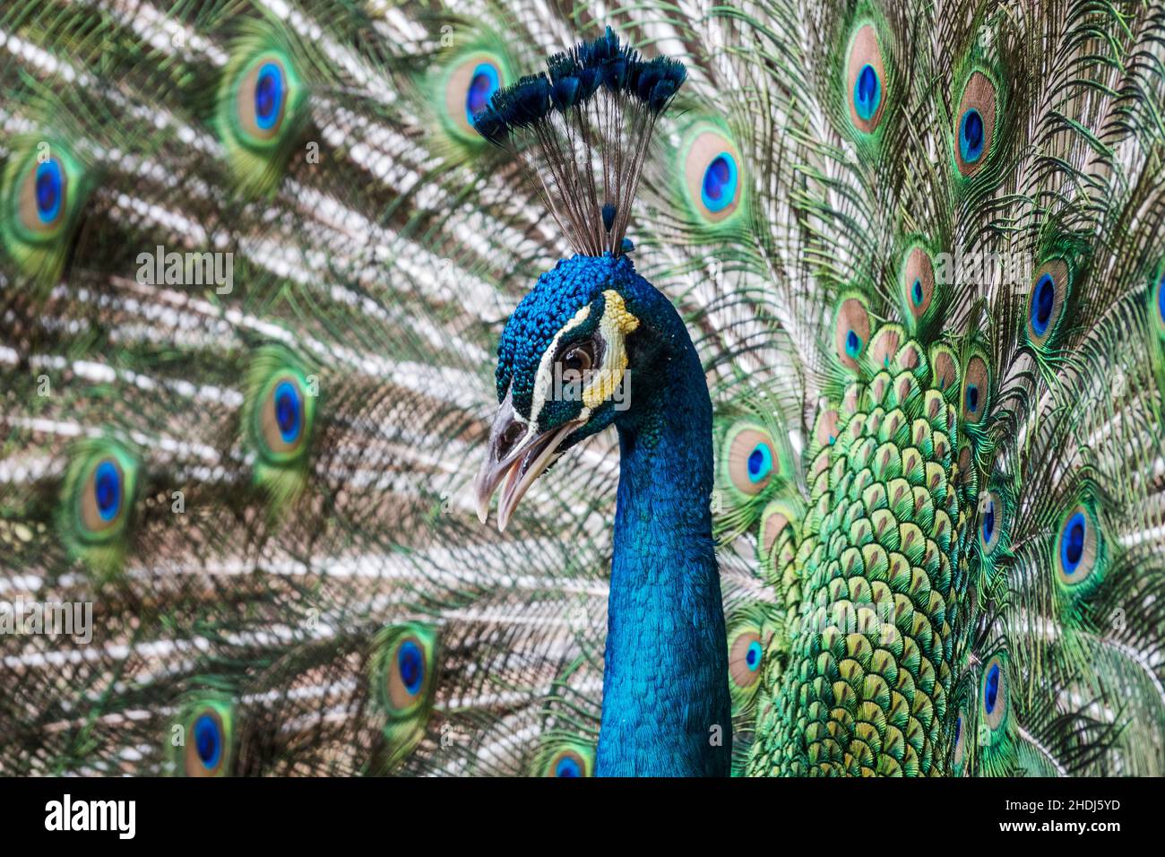 feathers, peacock, feather, peacocks Stock Photo