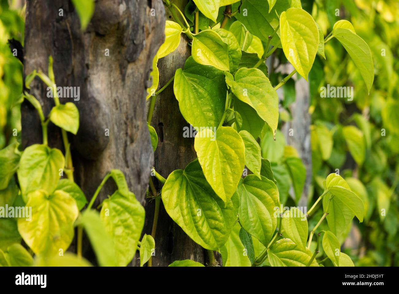 creeper plant, betel leaf, creeper plants Stock Photo Alamy