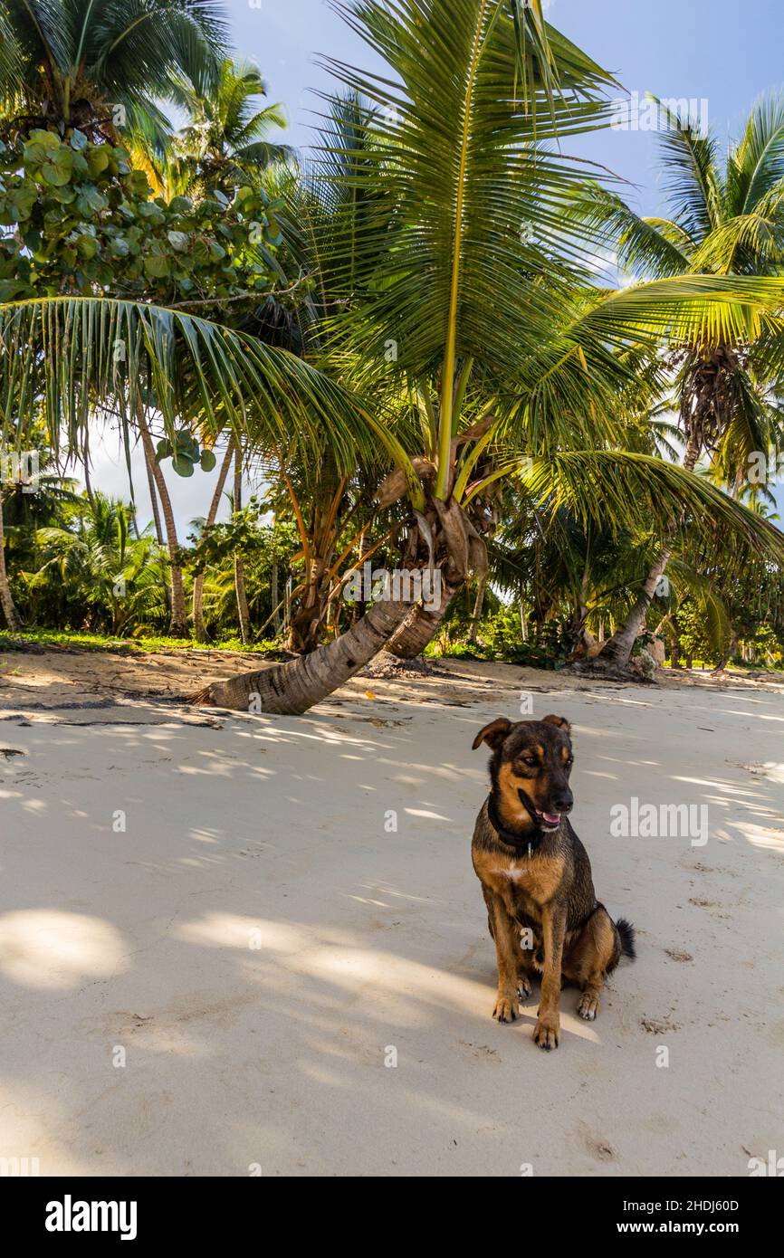 Dog on a beach in Las Terrenas, Dominican Republic Stock Photo Alamy