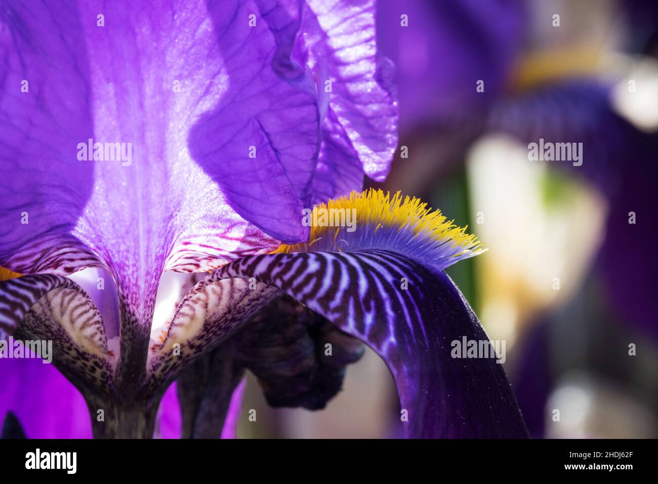 anther, sword lily, anthers, sword lilies Stock Photo Alamy