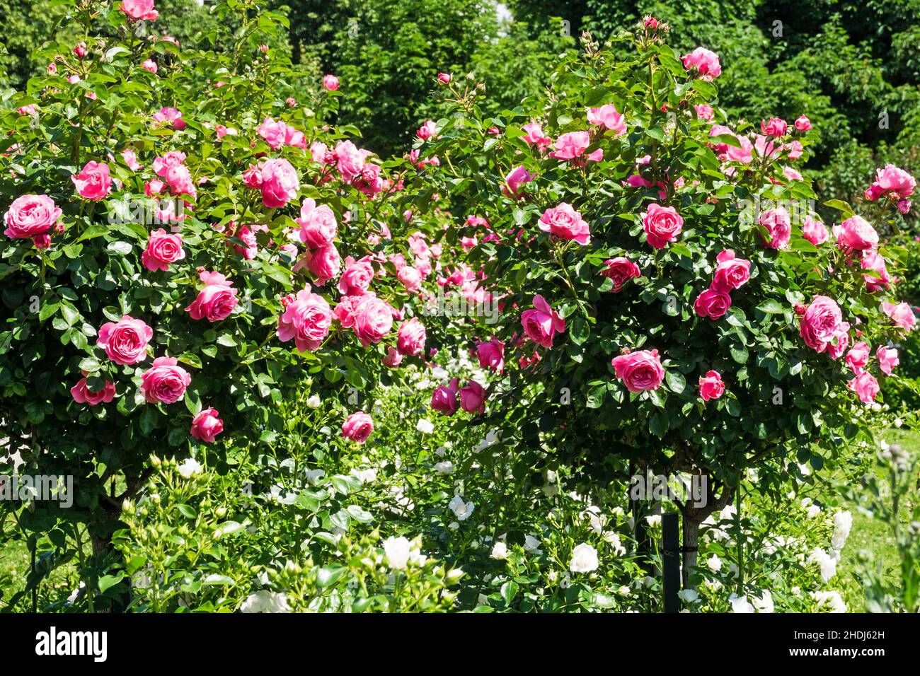 rose shrub, rose tree, rose shrubs, rose trees Stock Photo Alamy