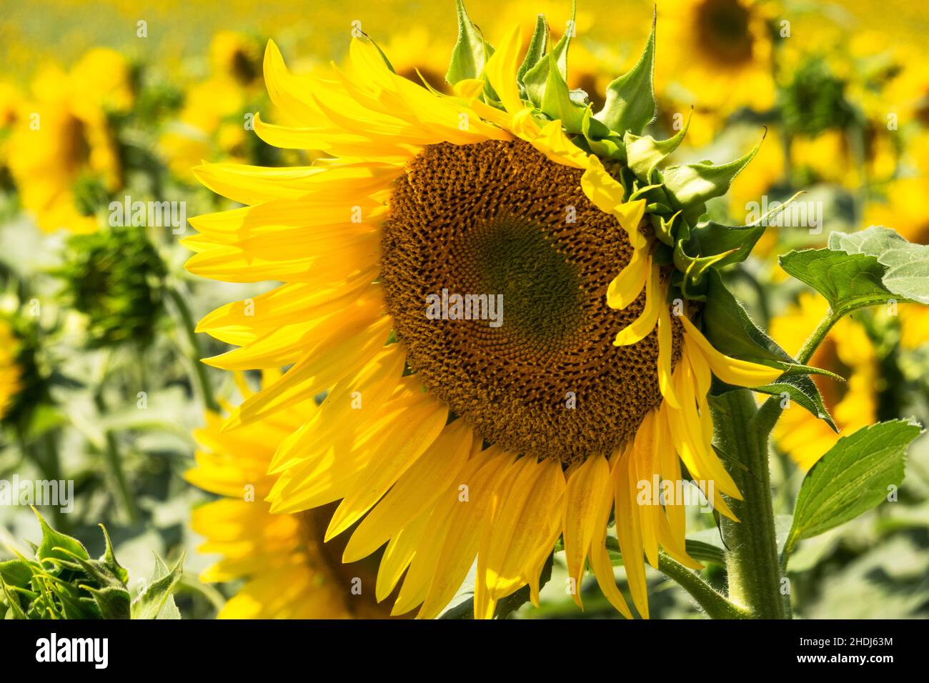 Sunflowers close ups hi-res stock photography and images - Alamy