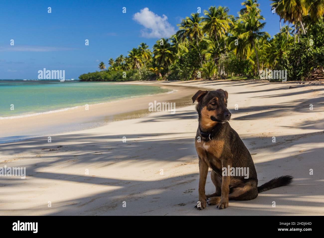Dog on a beach in Las Terrenas, Dominican Republic Stock Photo Alamy