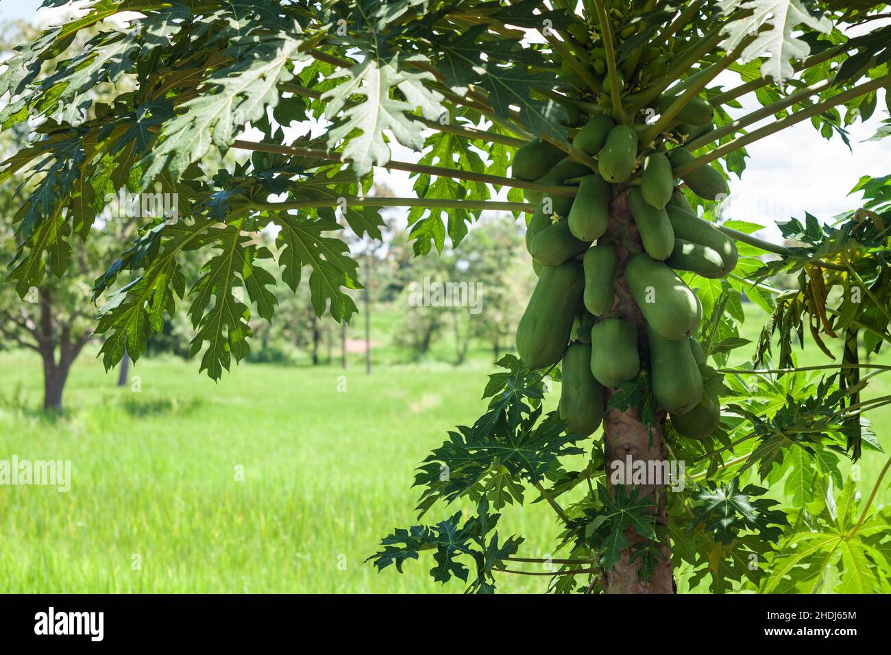 pawpaw tree, pawpaw trees Stock Photo Alamy
