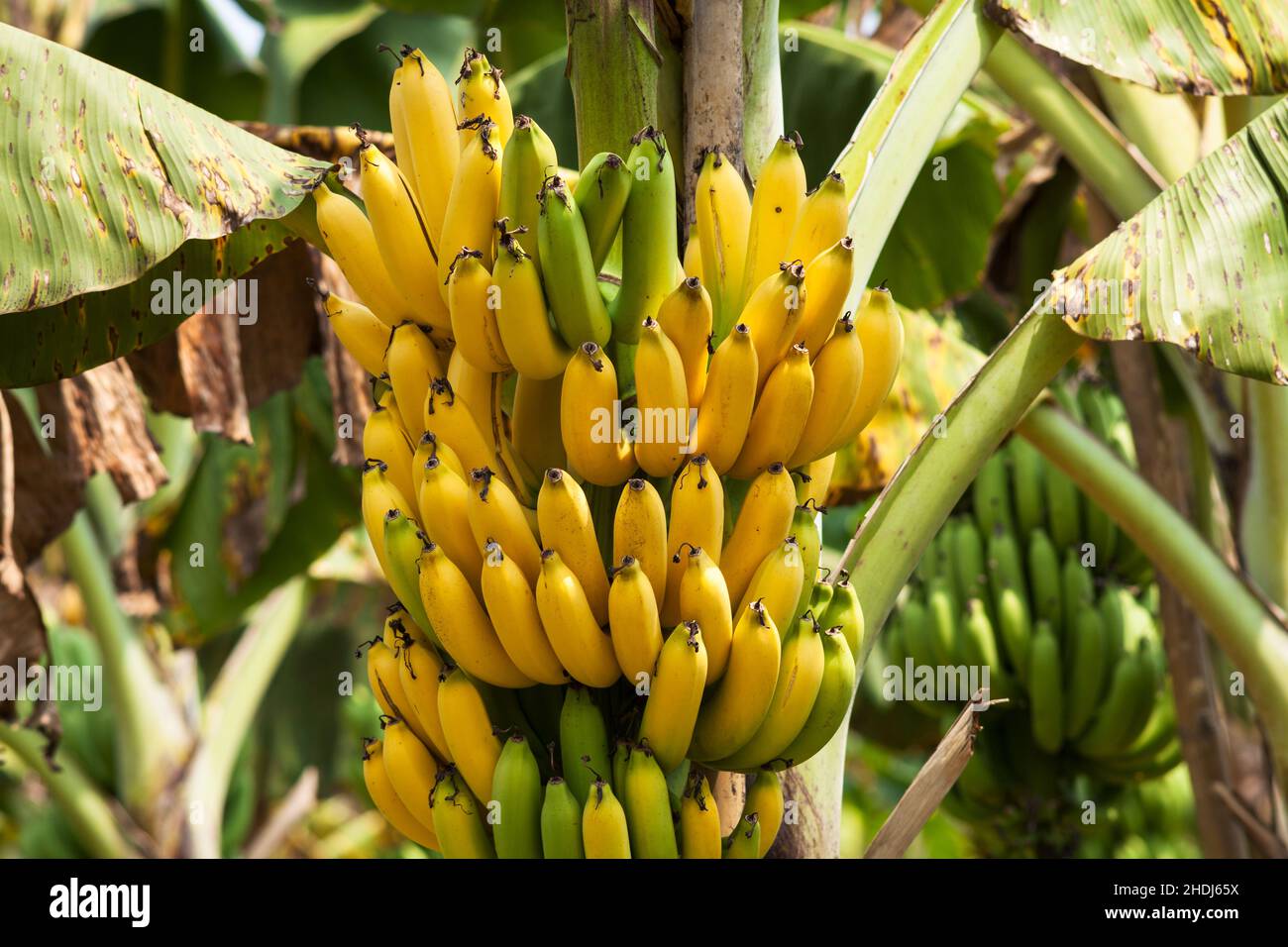 bananas-plantation-fruit-growing-banana-fruit-plantations-stock