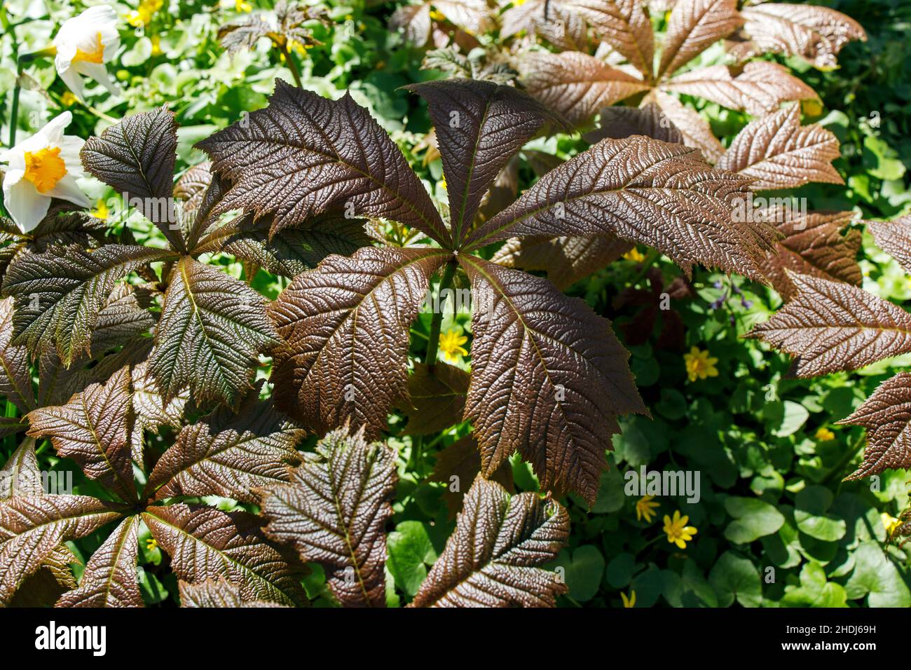 Spring Bronze Leaves of a Rodgers BronzeLeaf Plant (Rodgersia