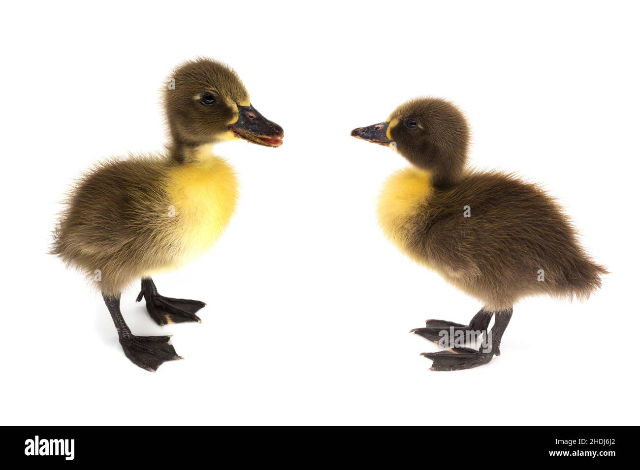 duck, chicks, duckling, ducks, baby chicken, baby duck, chicken baby