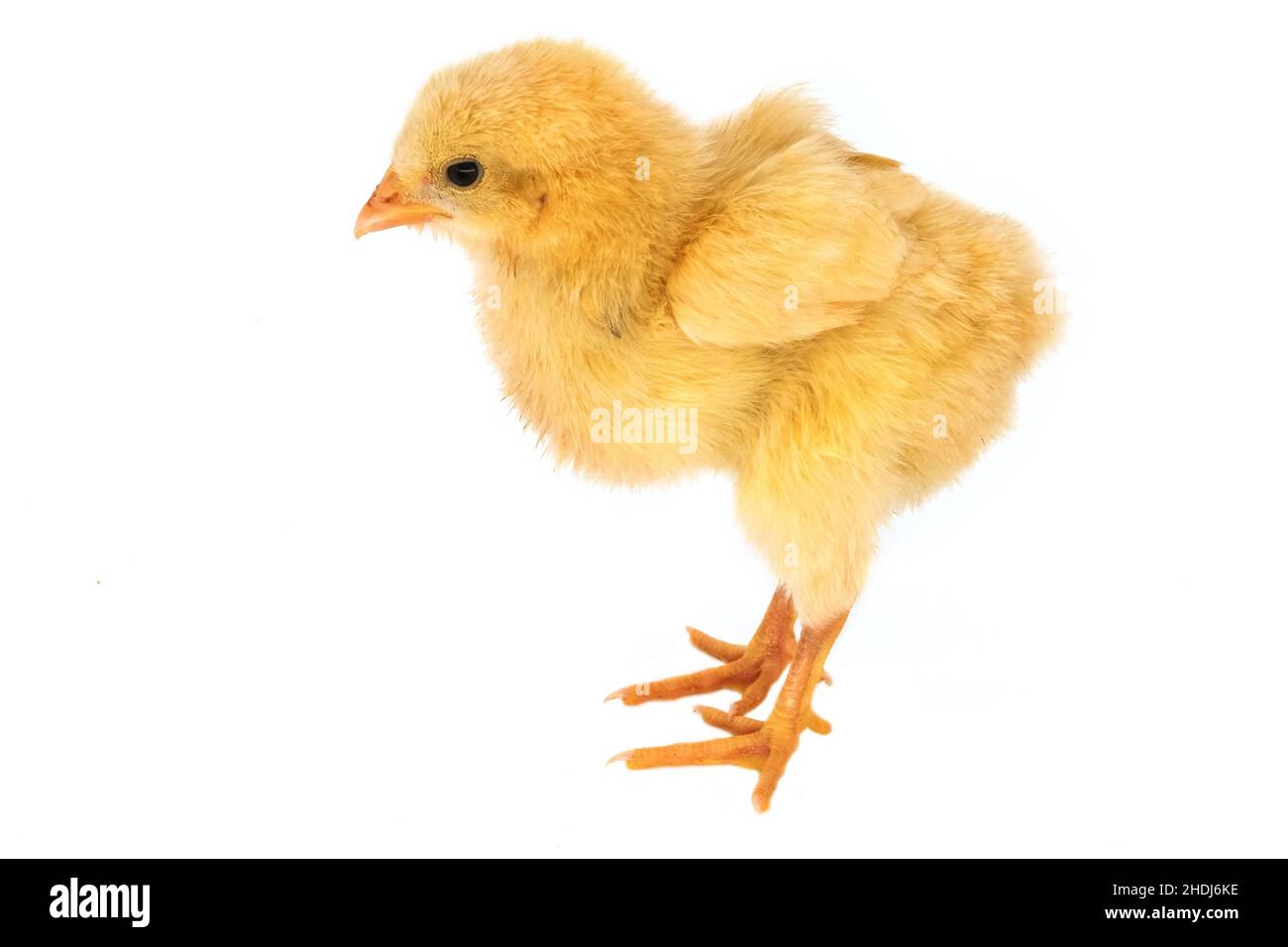 chicks, baby chicken, baby duck, chicken baby, young bird, young birds