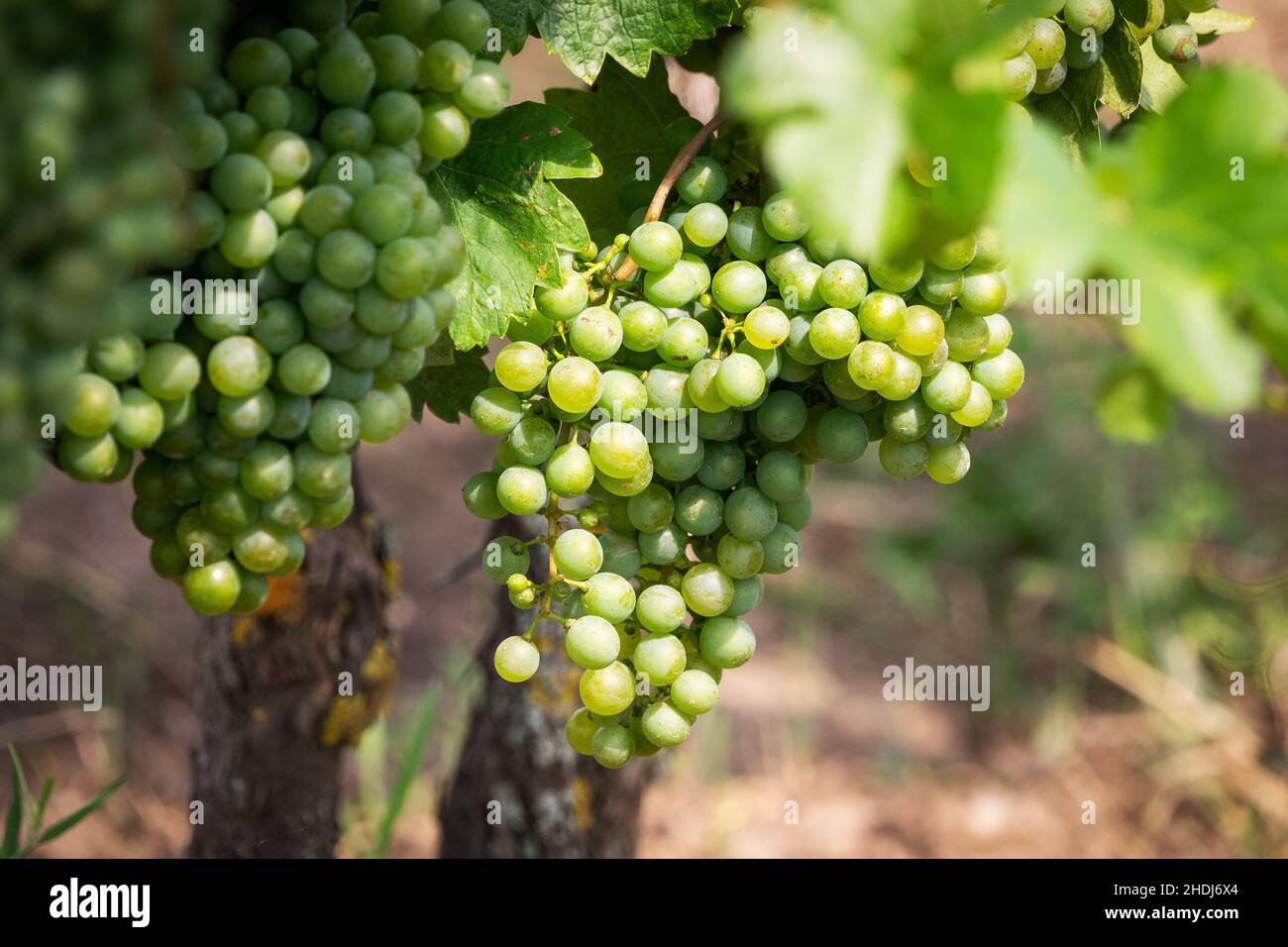 grape, vine, grapes, vines Stock Photo Alamy