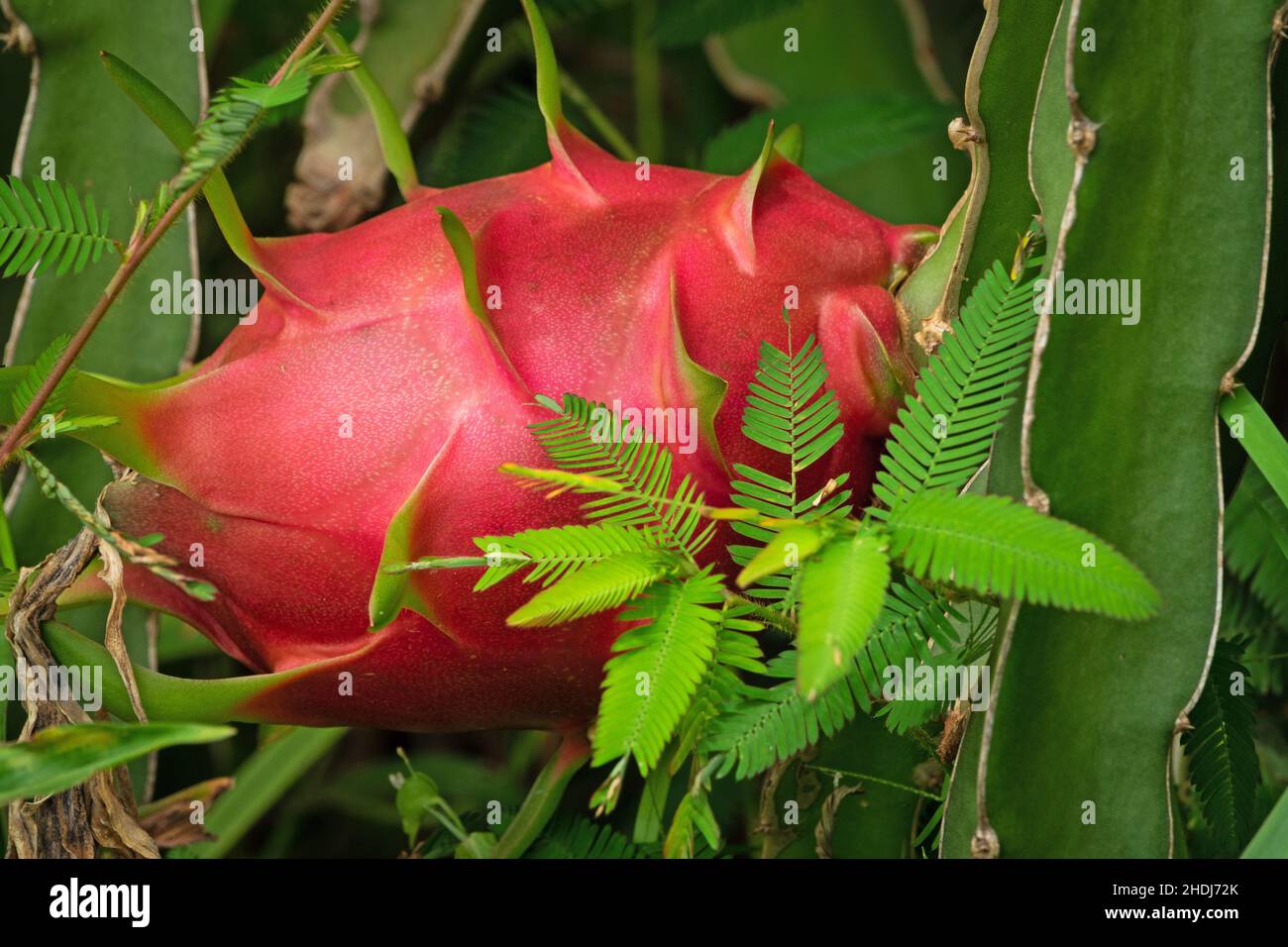 dragon fruit, pitahaya, dragon fruits, pitahayas Stock Photo Alamy