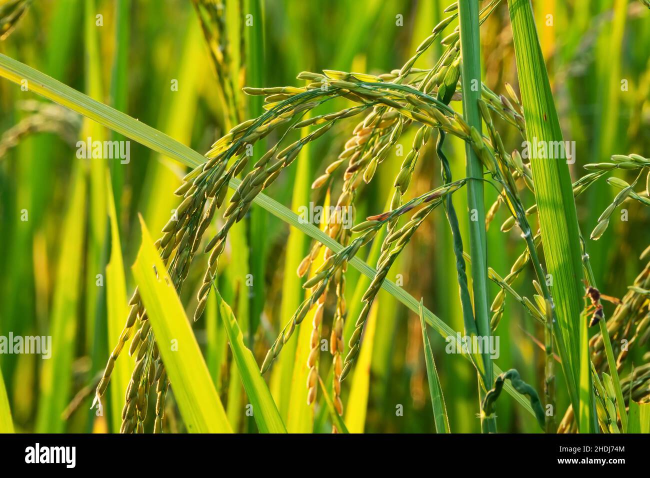 rice plant, rice plants Stock Photo - Alamy