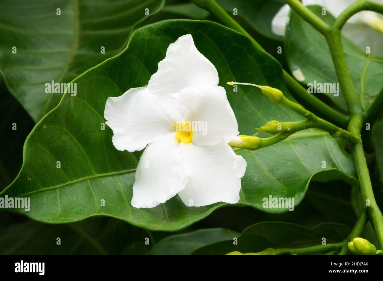 jasmine, jasmine flower, jasmines Stock Photo
