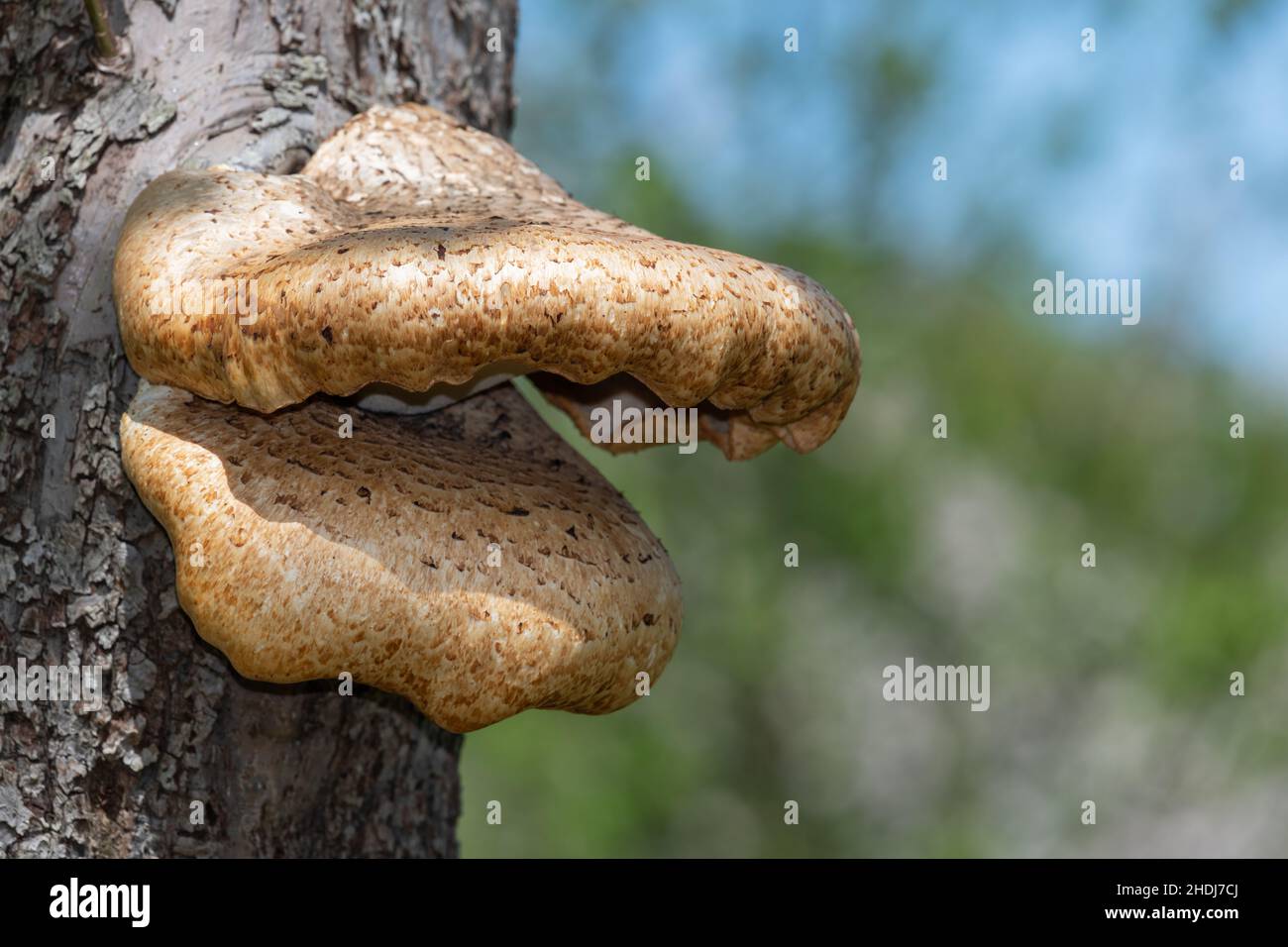 Close up of bracket fungi growing on an old apple tree Stock Photo