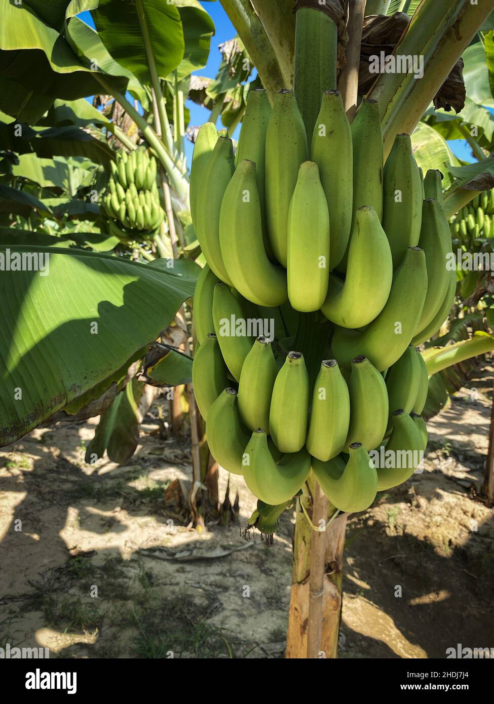 banana tree, banana plantation, banana trees, banana plantations Stock