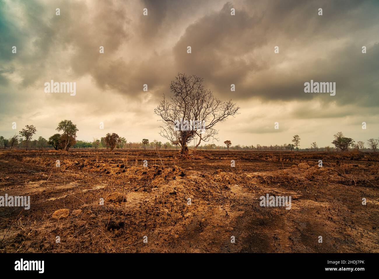 environmental damage, threatening, slash and burning, environmental