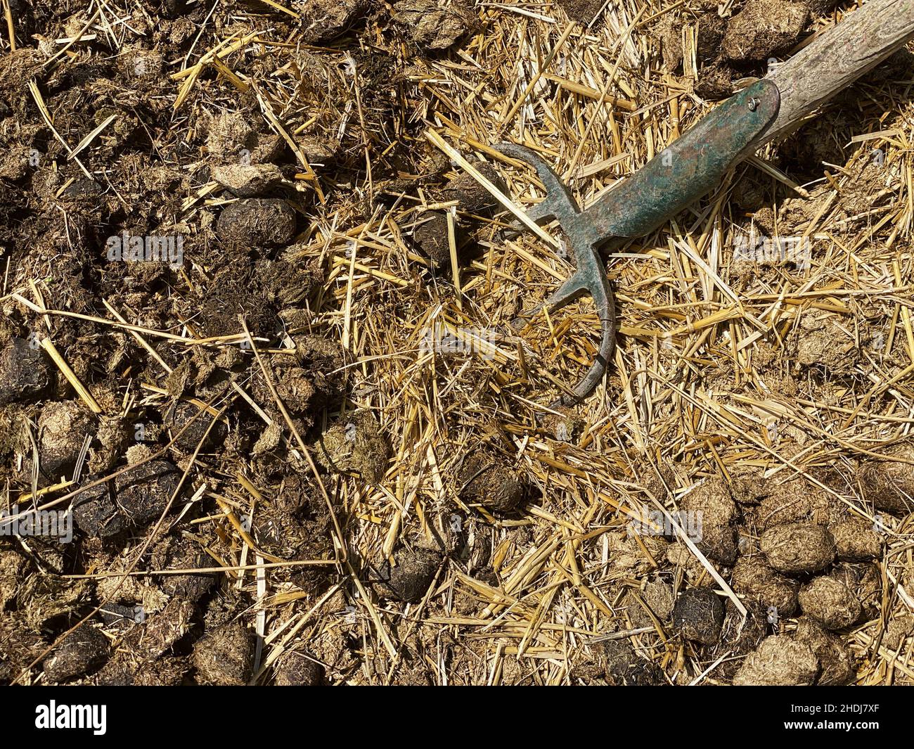 horse dung, pitchfork, horse dungs, hay fork, pitchforks Stock Photo