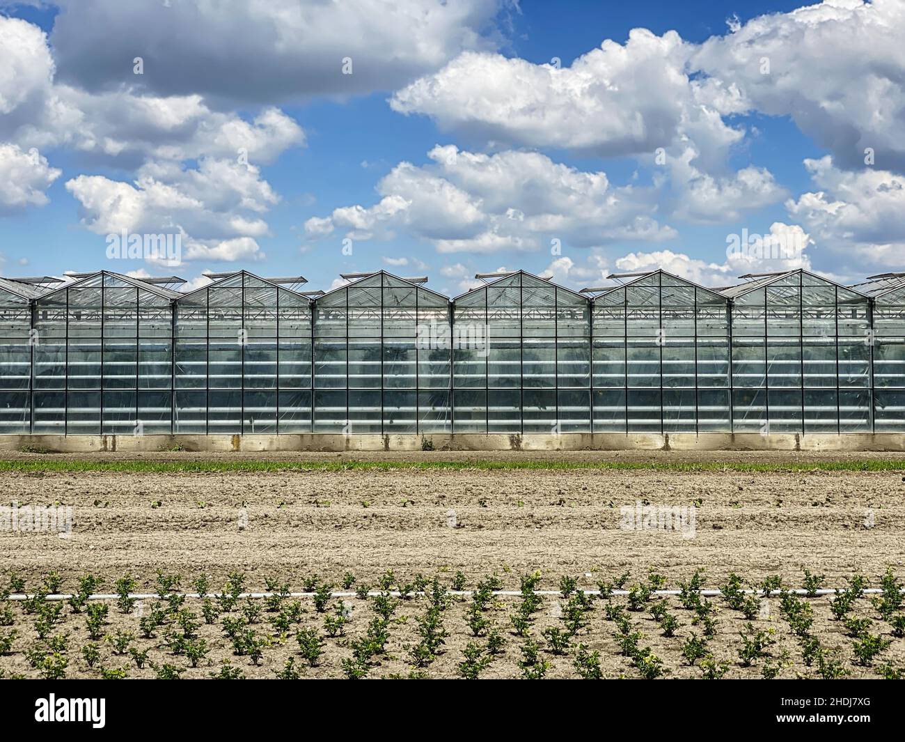 agriculture, greenhouse, agricultures, greenhouses Stock Photo Alamy