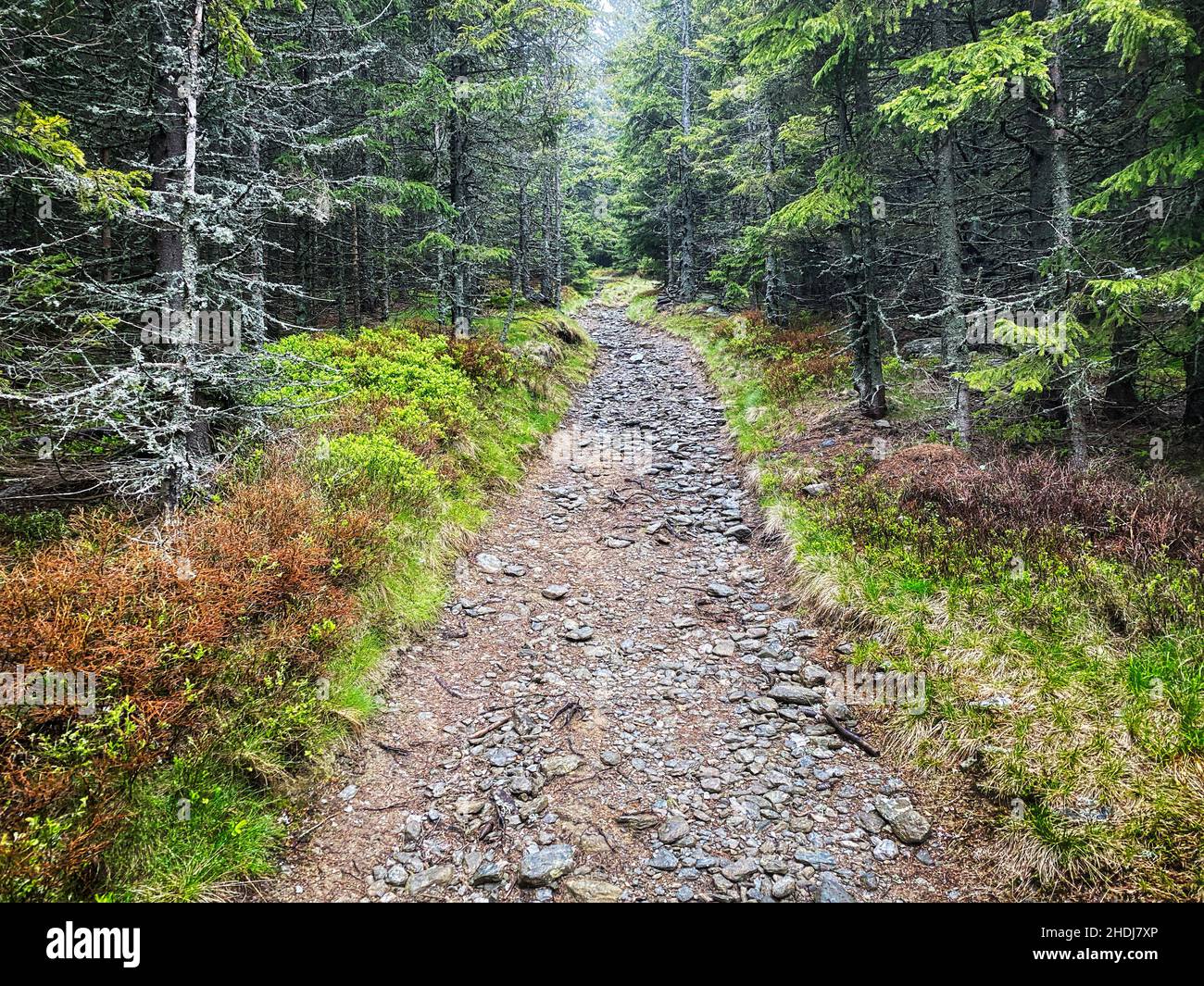 Stones woodland hi-res stock photography and images - Alamy