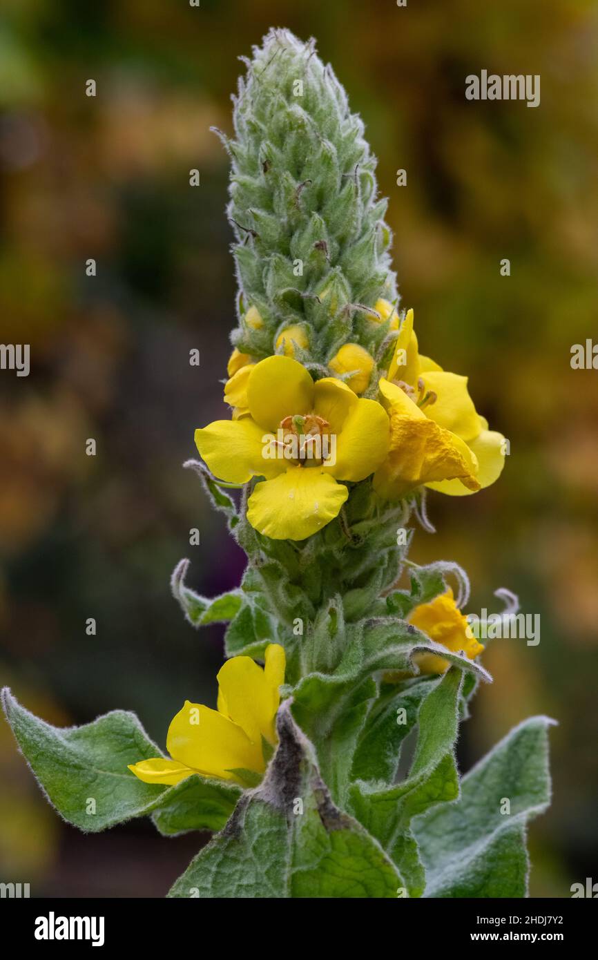 Close up of a great mullein (verbascum thapsus) flower in bloom Stock Photo