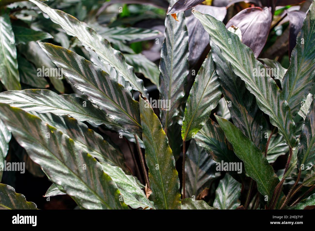 Goeppertia rufibarba, the furry feather or velvet calathea, is a flowering plant in the Marantaceae family, native to Bahia state of northeastern Braz Stock Photo