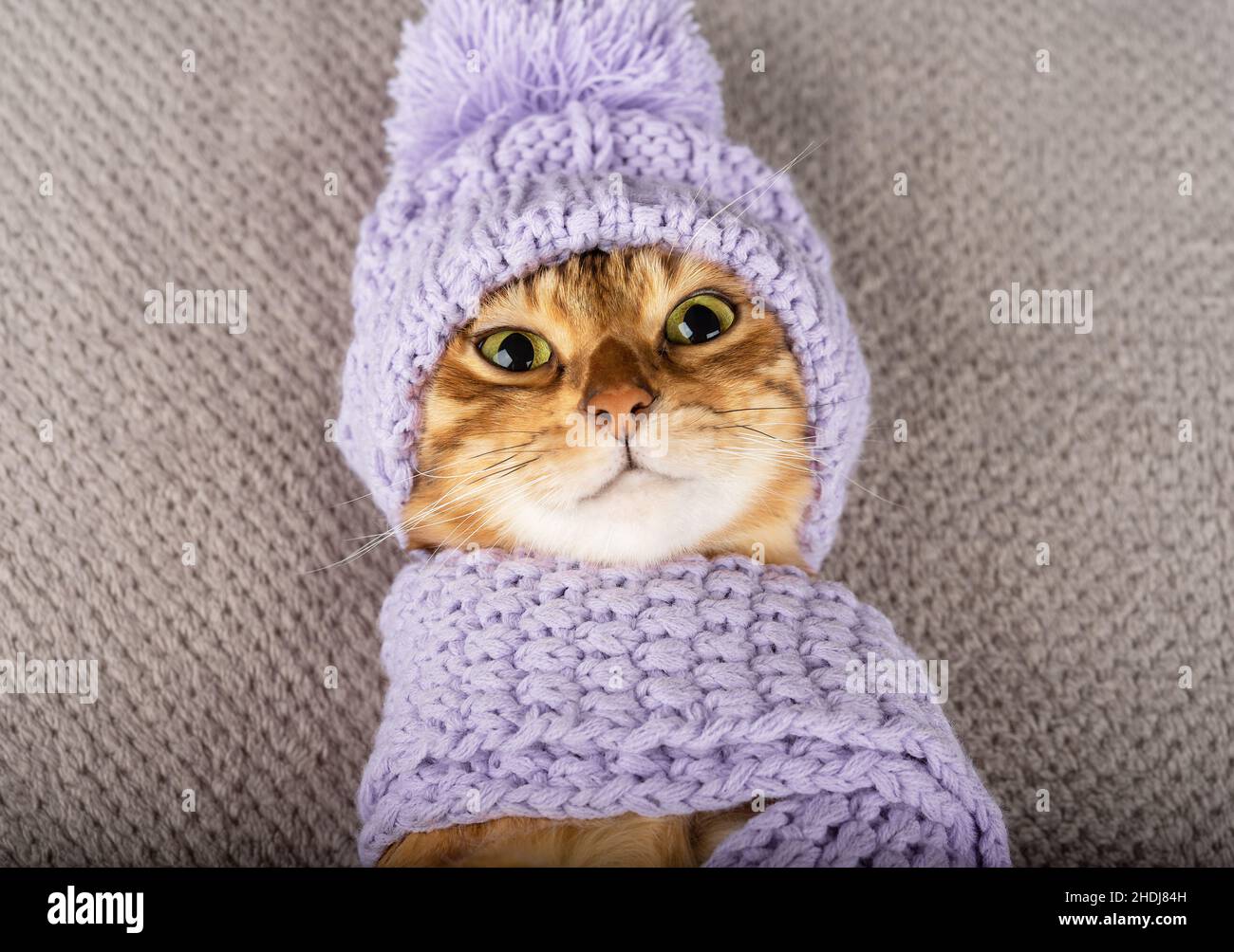 Cute Bengal cat in winter clothes closeup. View from above Stock Photo