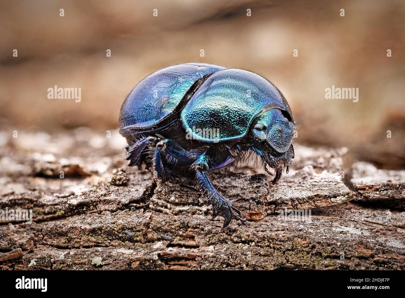 dung beetles, dor beetle, dung beetle Stock Photo - Alamy