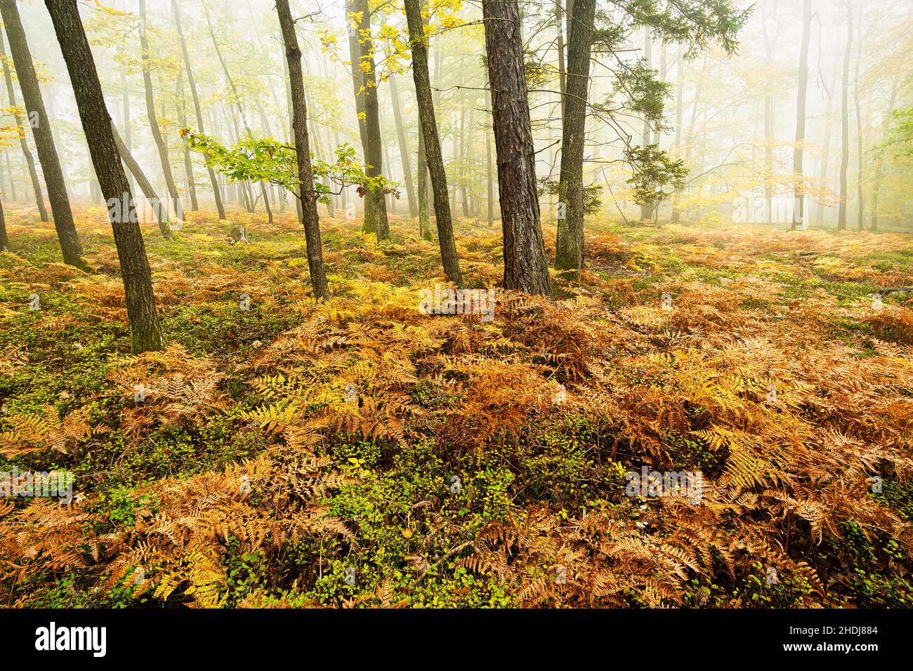 fall colors, deciduous forest, fern, deciduous forests, ferns Stock