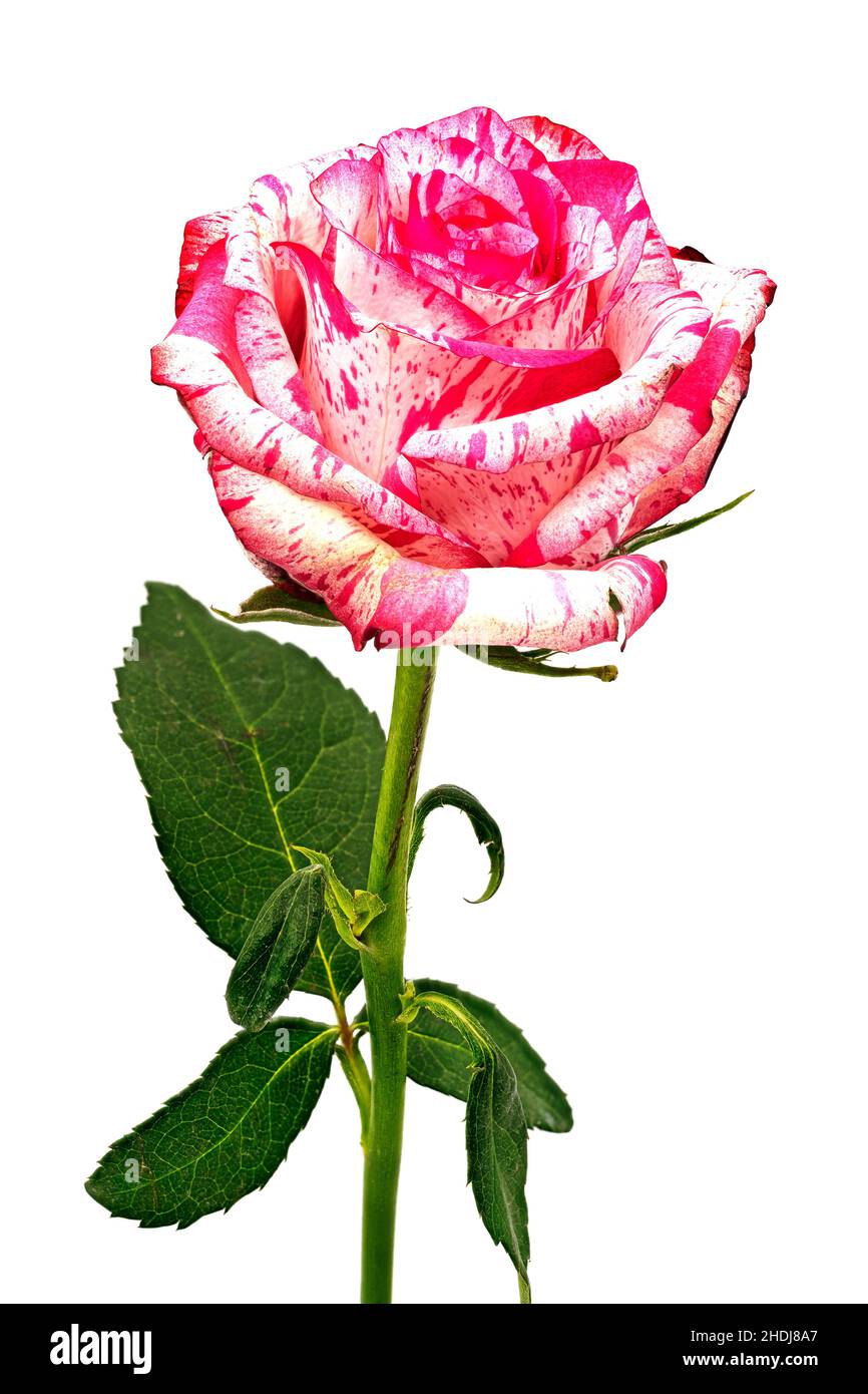 rose, roses Stock Photo
