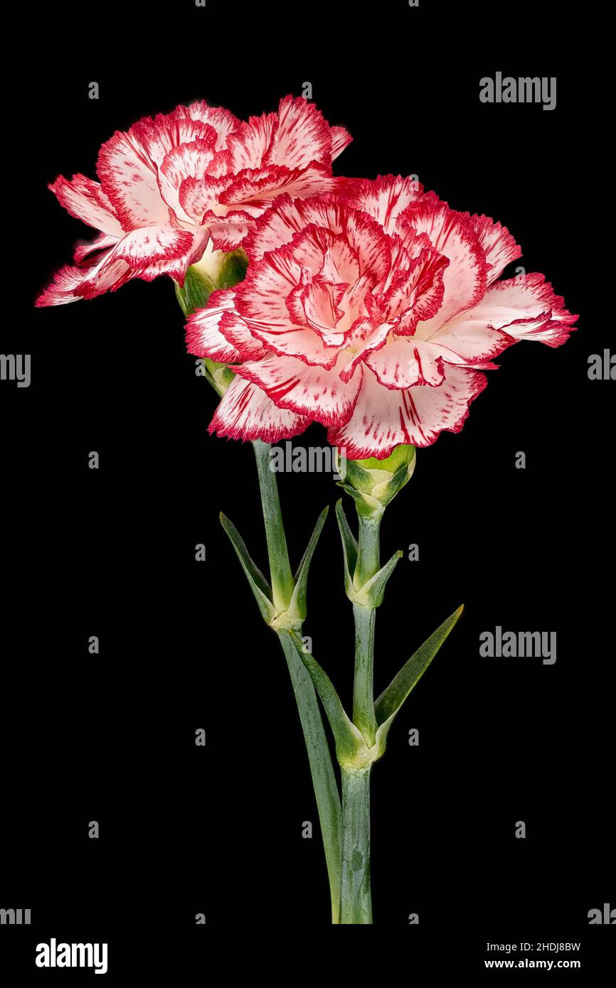 Spray carnation hires stock photography and images Alamy