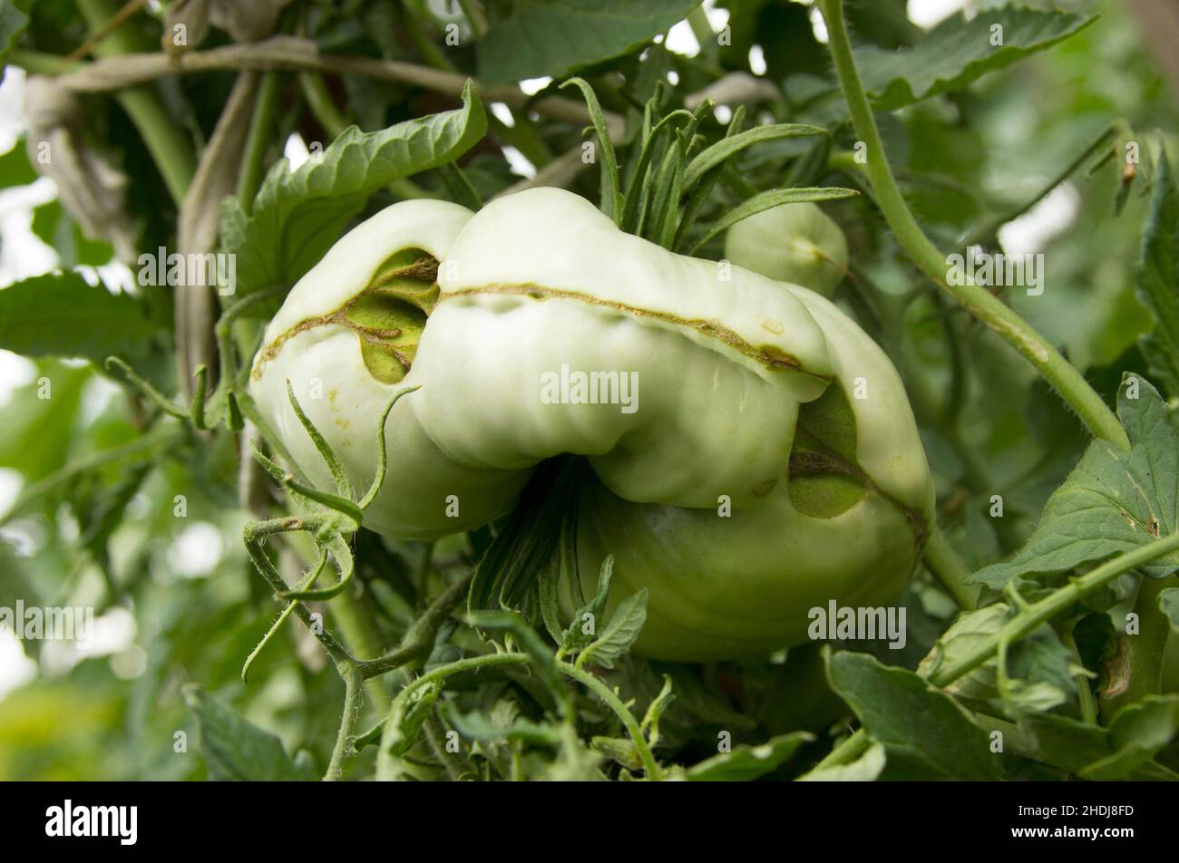 Tomato catface. Diseases of tomatoes. Lesion on the fruits. Severe malformation tomatoes. Scarring and cracking. Physiological disorder. Plant anomali Stock Photo