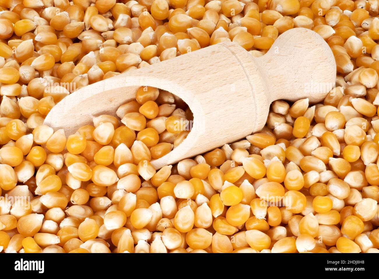 maize, maize grain, corn crops, maize grains Stock Photo Alamy