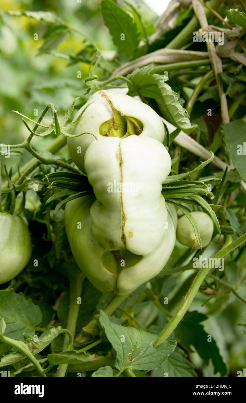 Tomato catface. Diseases of tomatoes. Lesion on the fruits. Severe malformation tomatoes. Scarring and cracking. Plant anomalies. Physiological disord Stock Photo