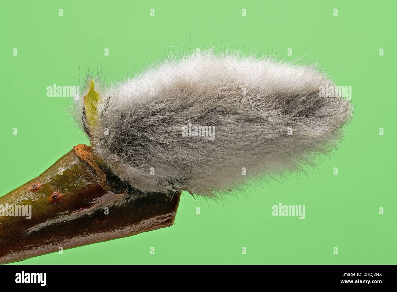 pussy willow, catkin, pussy willows, catkins Stock Photo - Alamy