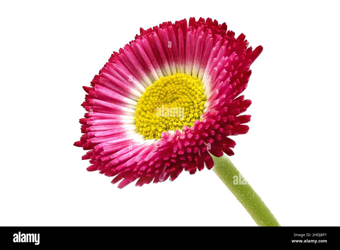 daisy, daisy family, daisies, daisy families Stock Photo Alamy