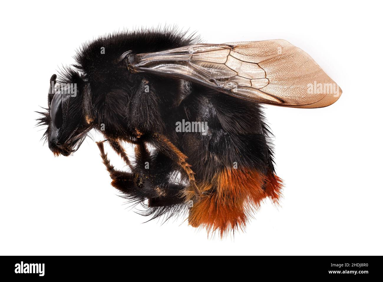 Furry insects Cut Out Stock Images & Pictures - Alamy