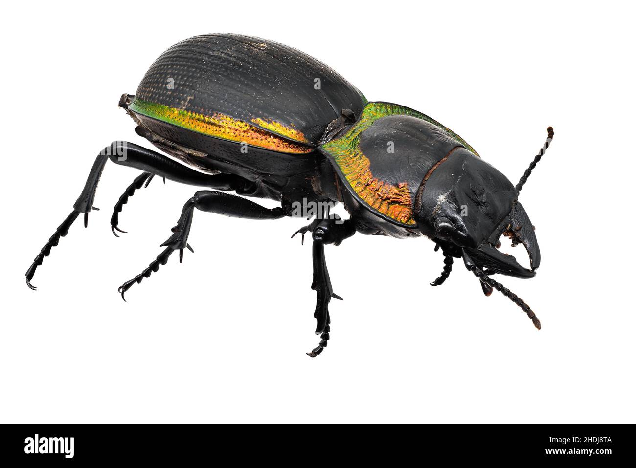 golden ground beetle, carabus auratus Stock Photo