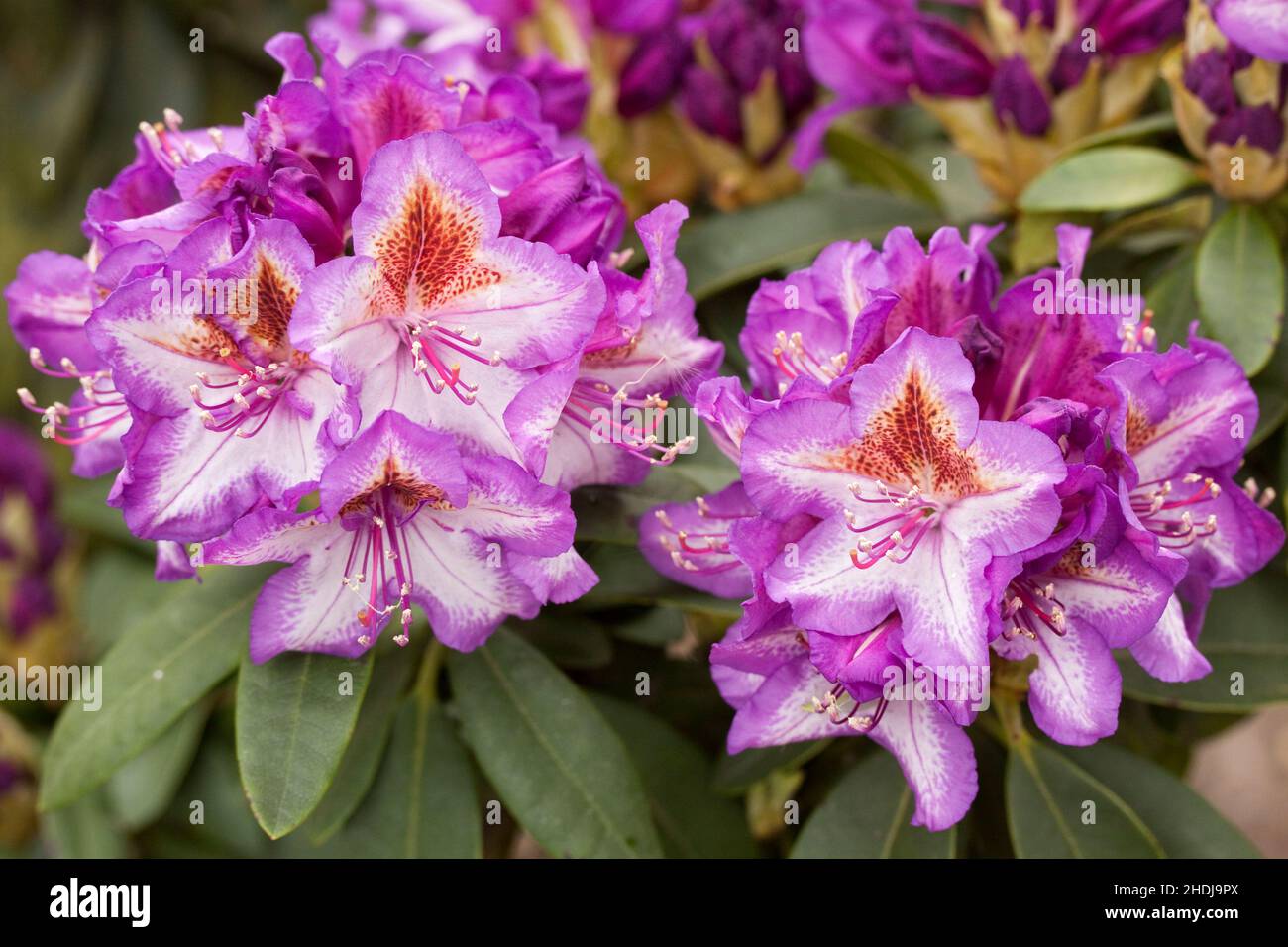 rhododendron, variety, rhododendron flower, rhododendrons, varieties, rhododendron flowers Stock Photo