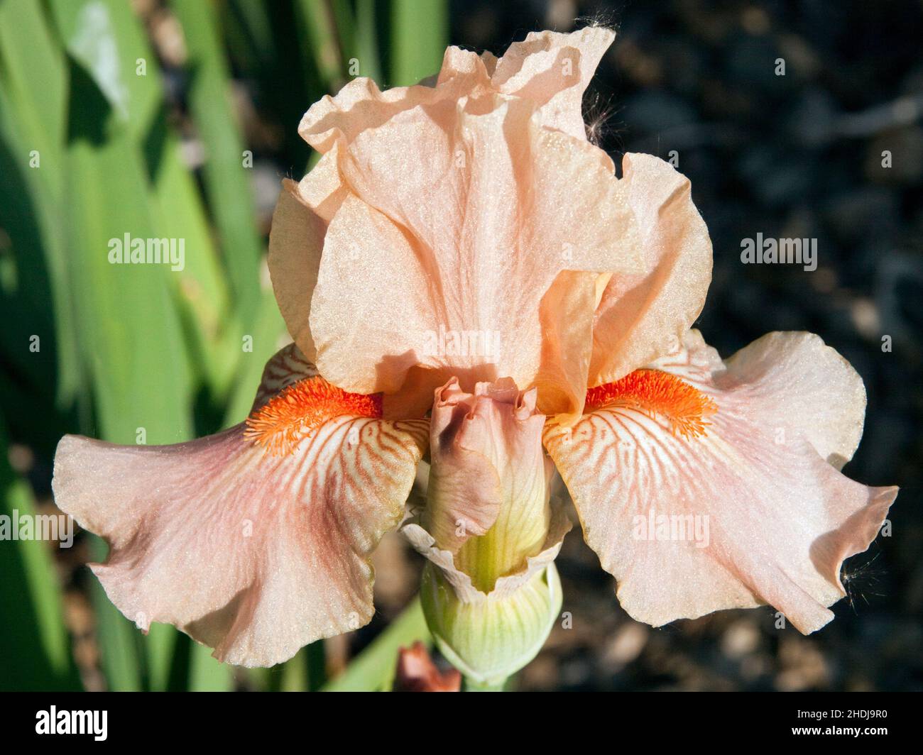 sword lily, sword lilies Stock Photo Alamy