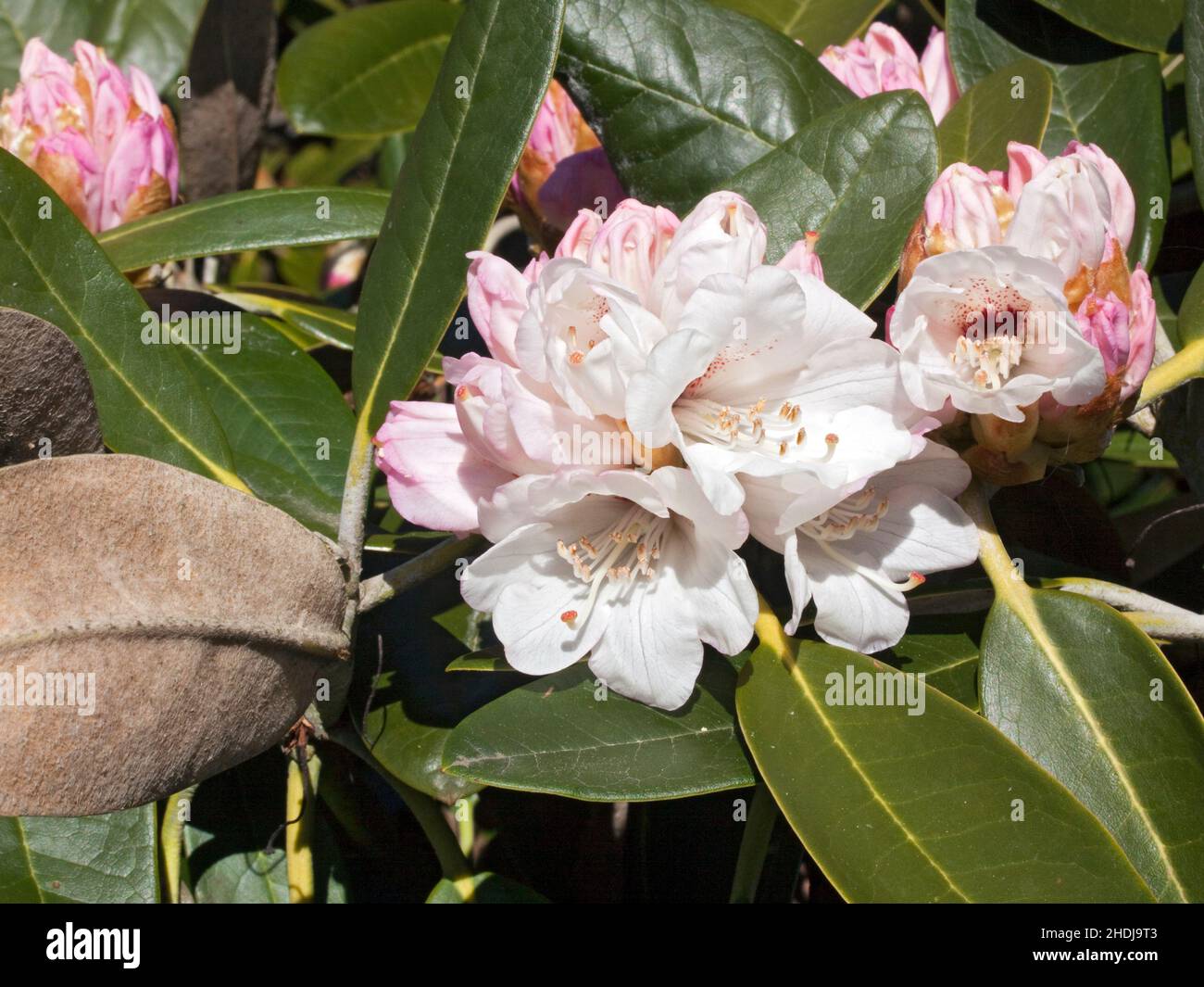 rhododendron, rhododendron rex, rhododendrons Stock Photo