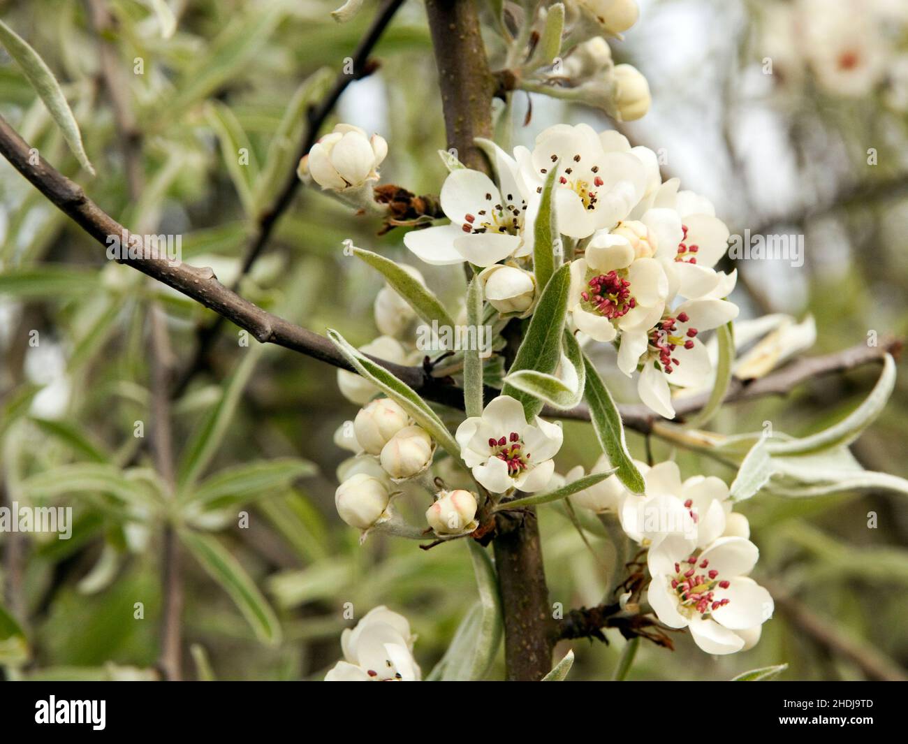 pear blossom, pyrus salicifolia, pear blossoms, weeping pear, willow-leaved pear Stock Photo